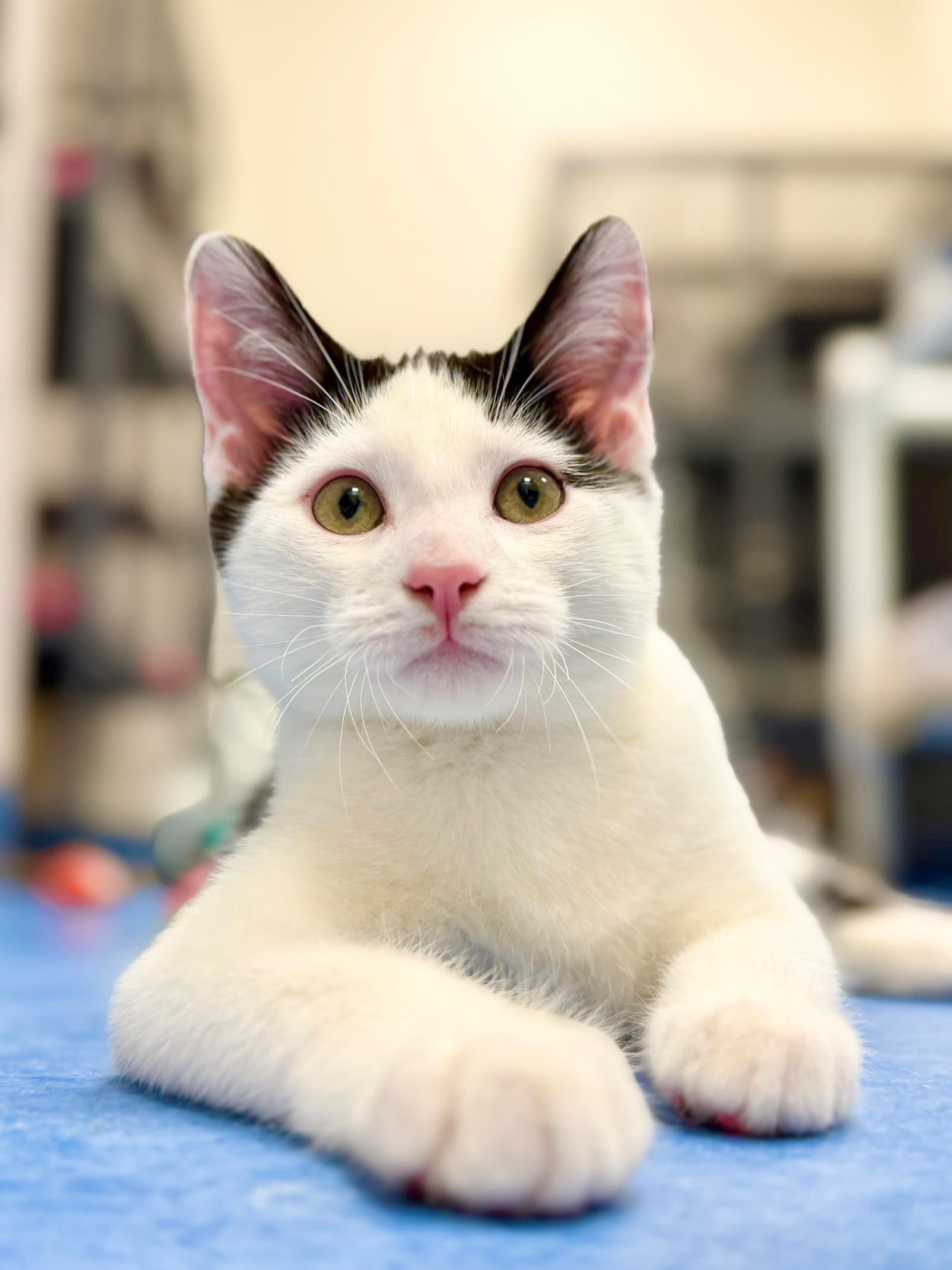 Onyx - Domestic Short Hair
