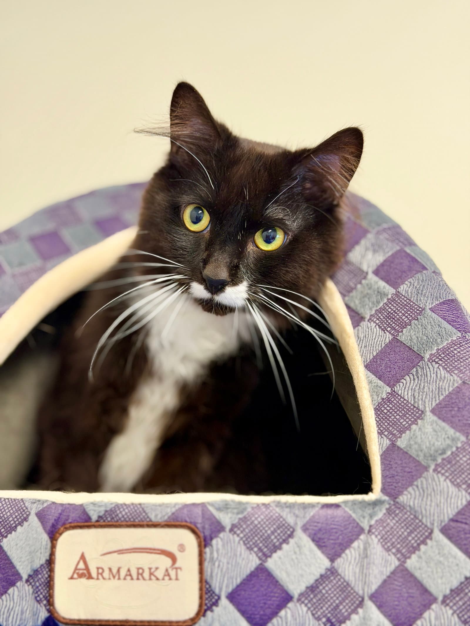 Whisper - Domestic Medium Hair