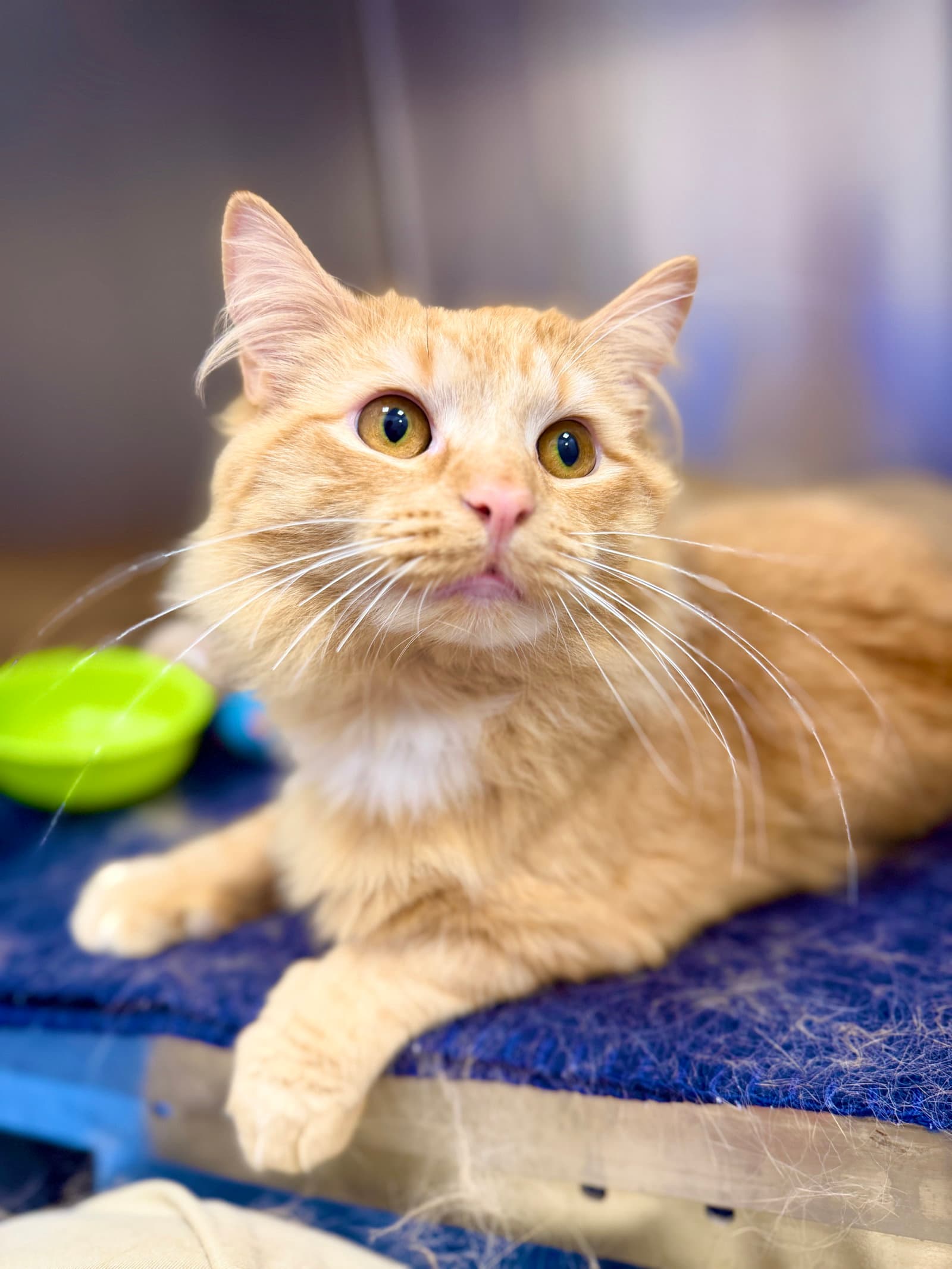 Sparky - Domestic Long Hair
