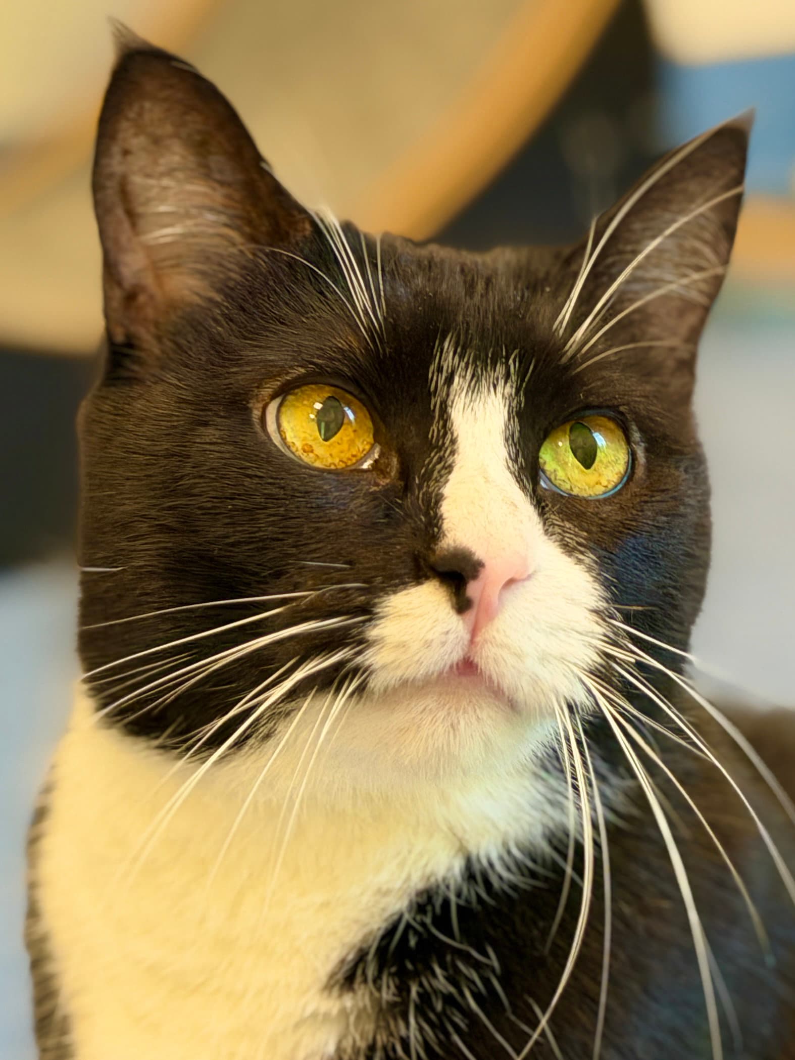 Trix - Domestic Short Hair