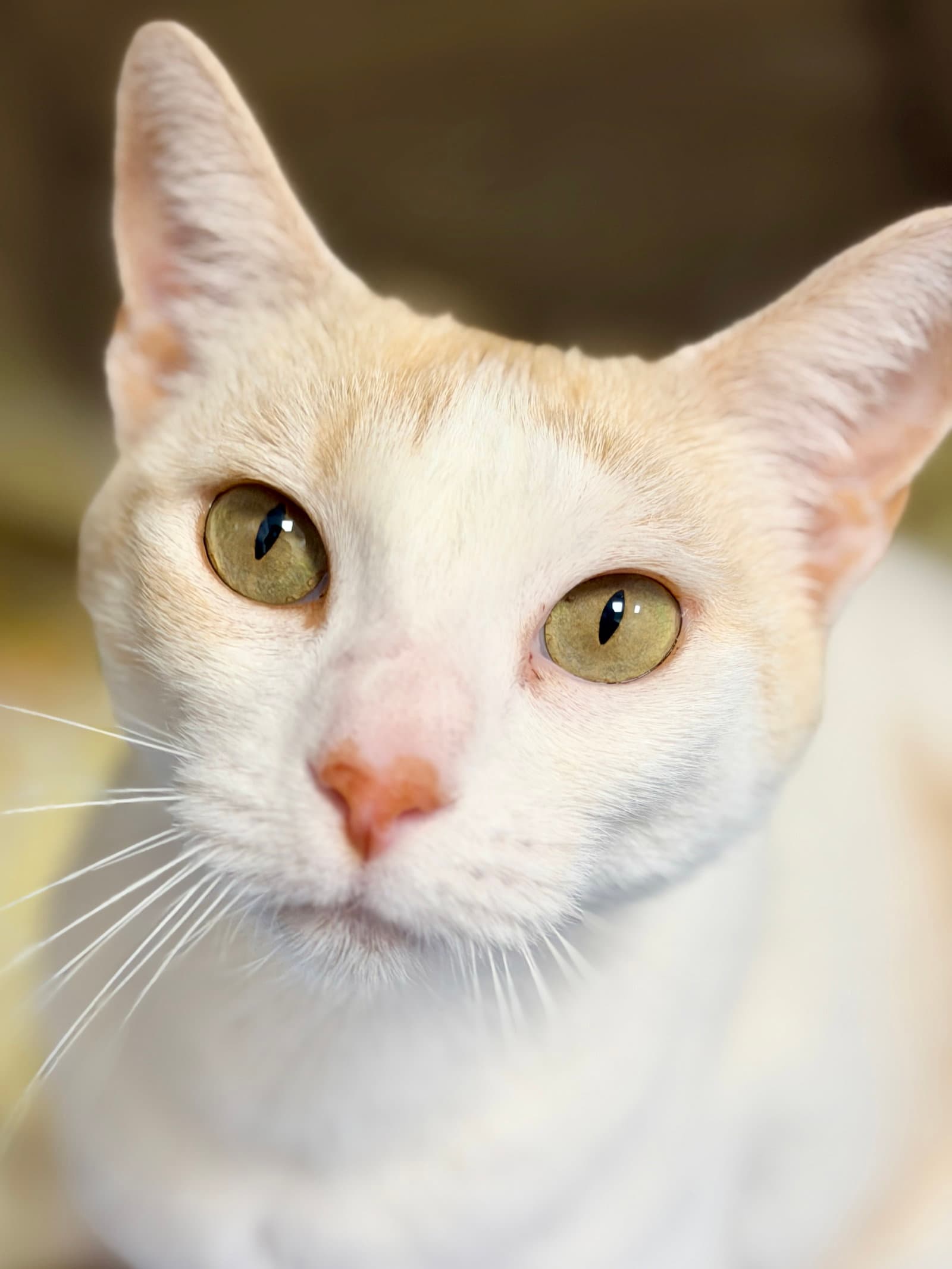 Emma - Domestic Short Hair