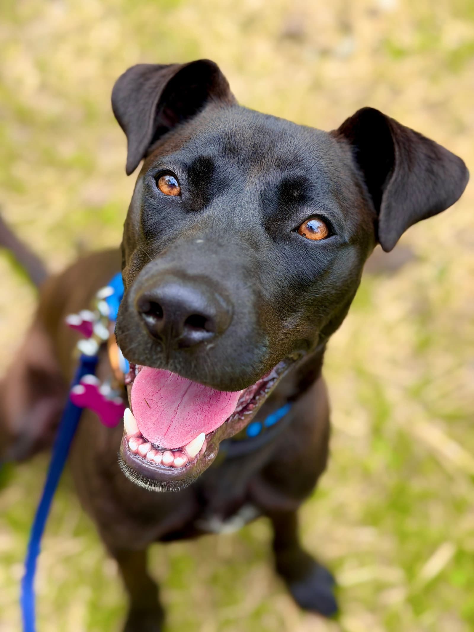 Marsala - Labrador Retriever