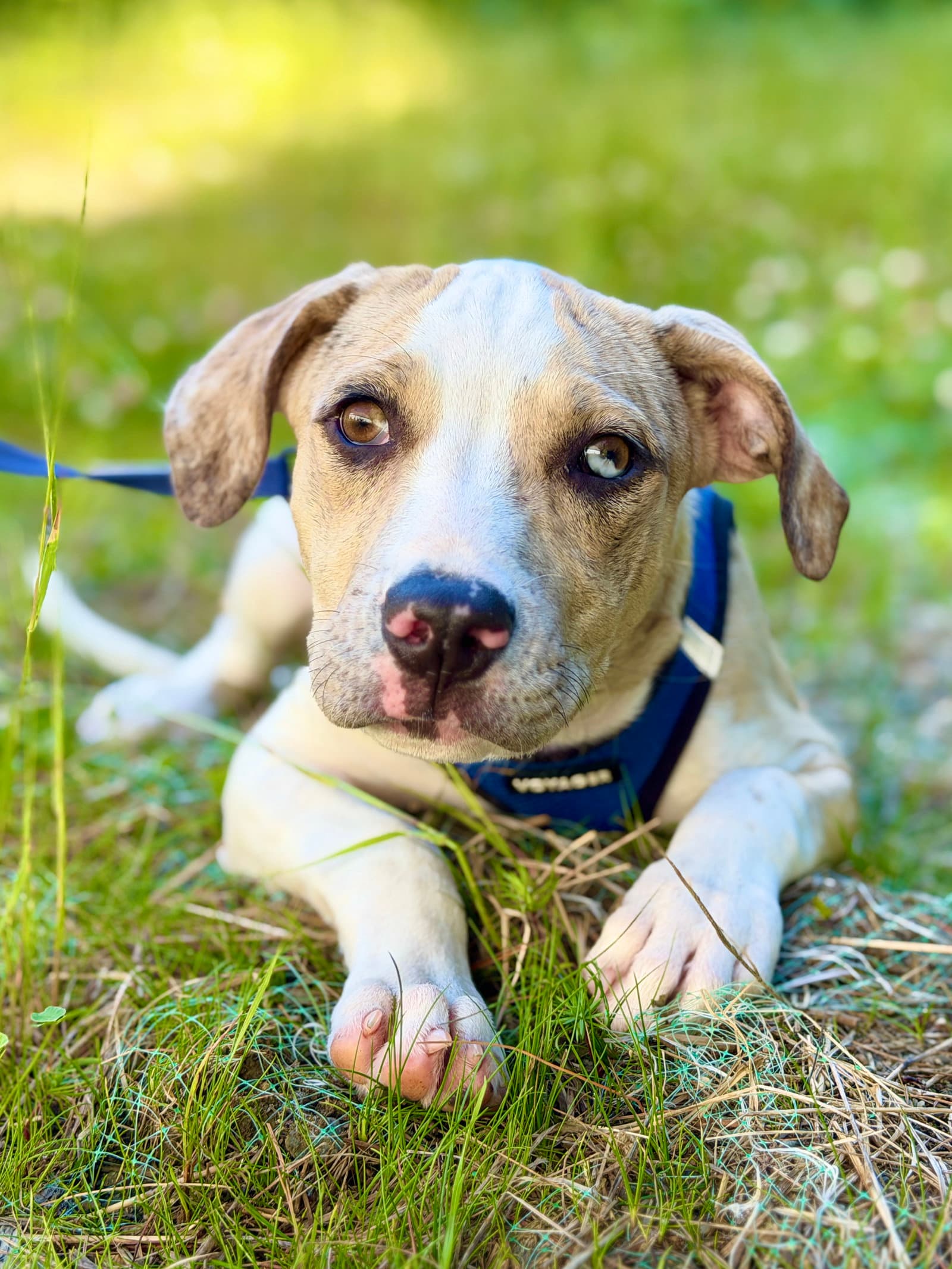 Tamilu - Catahoula Leopard Dog