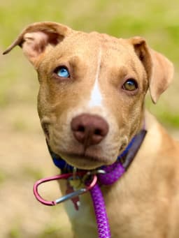 Trey image 1