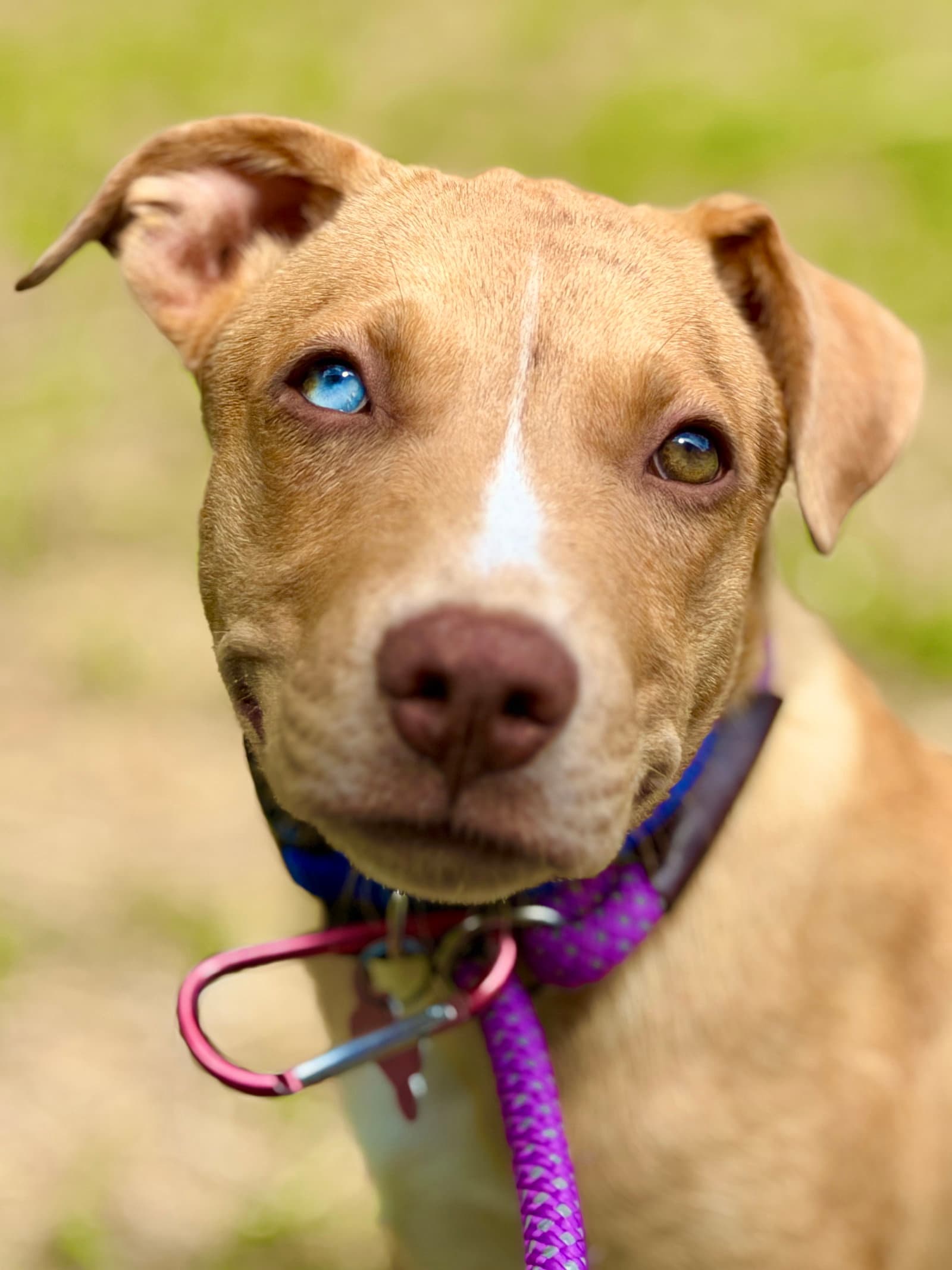 Trey - Catahoula Leopard Dog