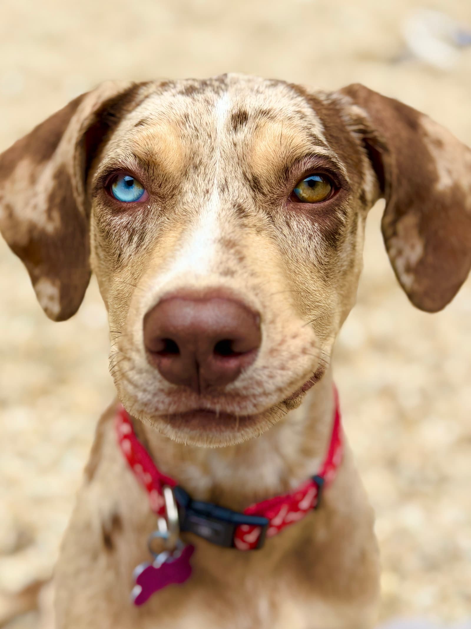 Tulip - Catahoula Leopard Dog