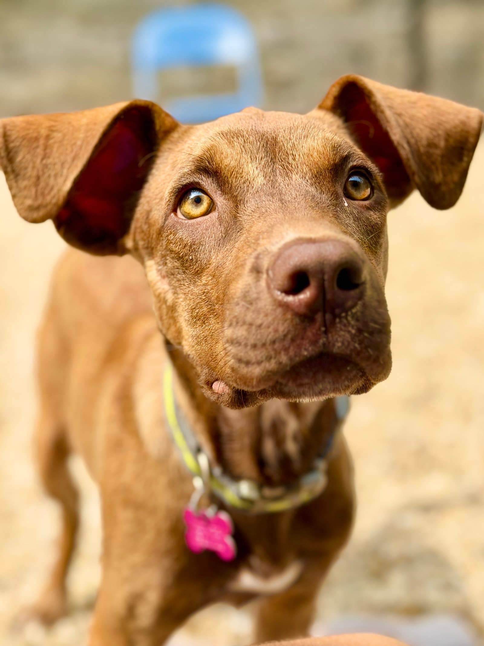 Taffy - Catahoula Leopard Dog