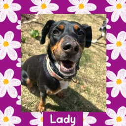 Lady image 1