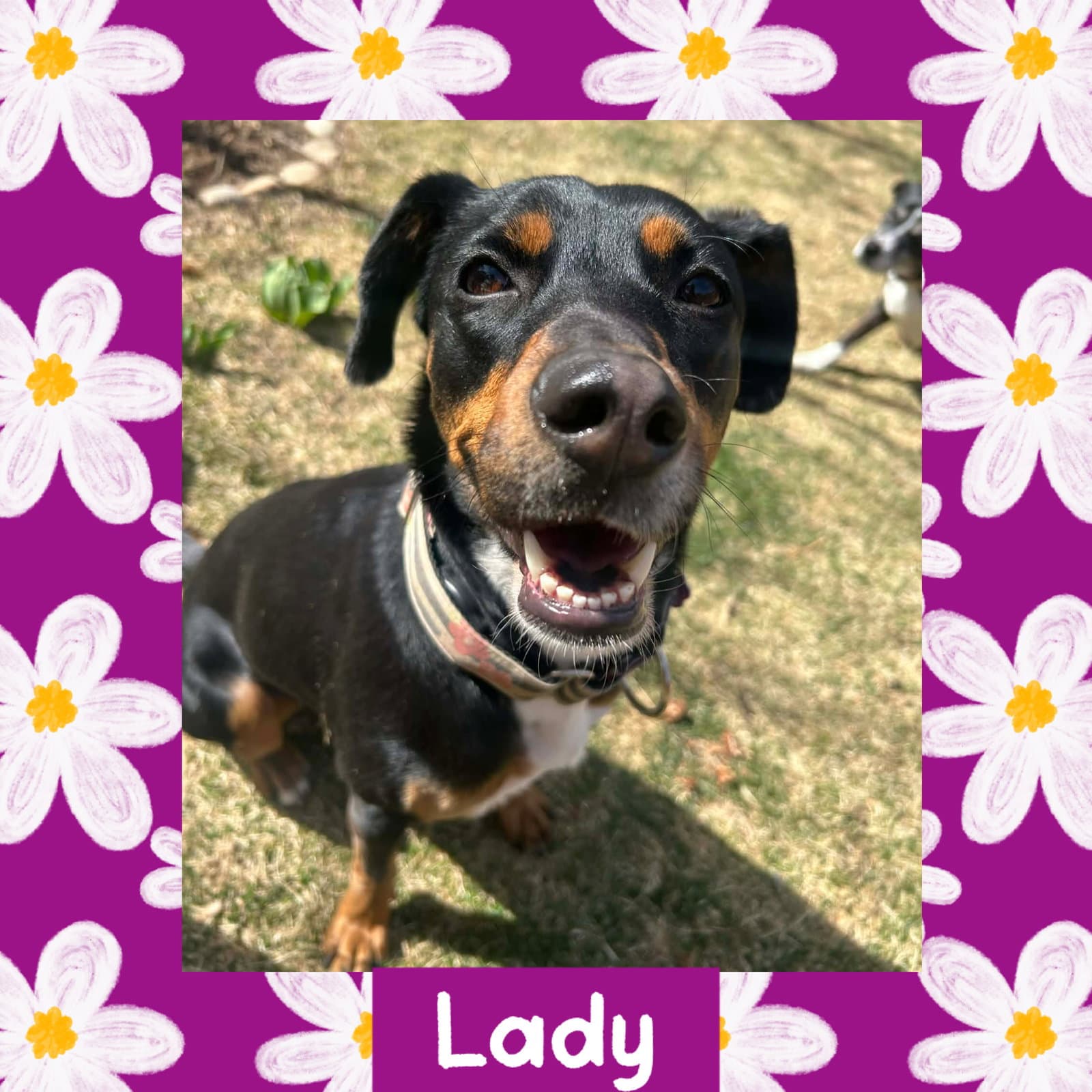Lady - Australian Kelpie