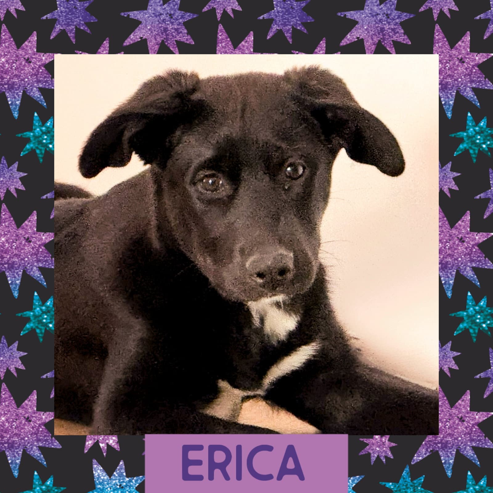 Erica - Husky