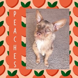 Peaches image 2