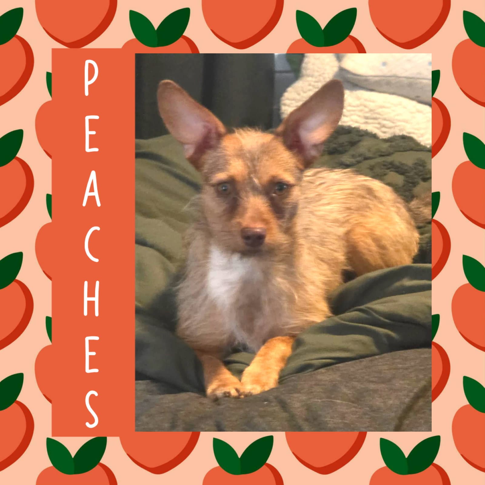 Peaches - Terrier