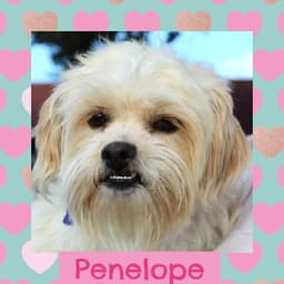 Penelope image 1