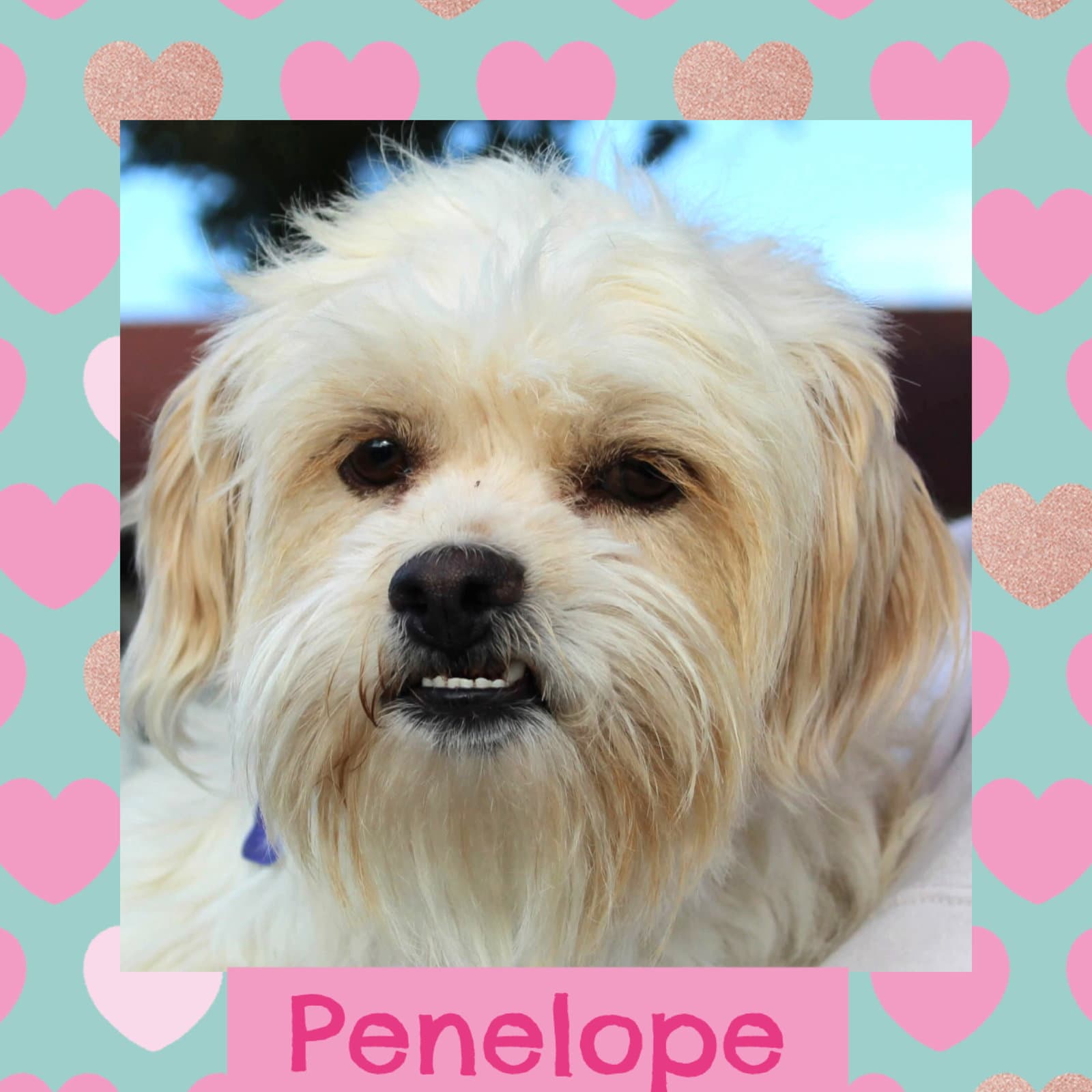 Penelope - Unknown