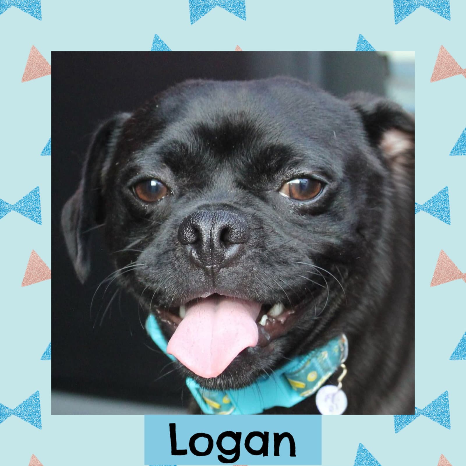 Logan - Pug