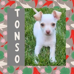 Tonso image 1