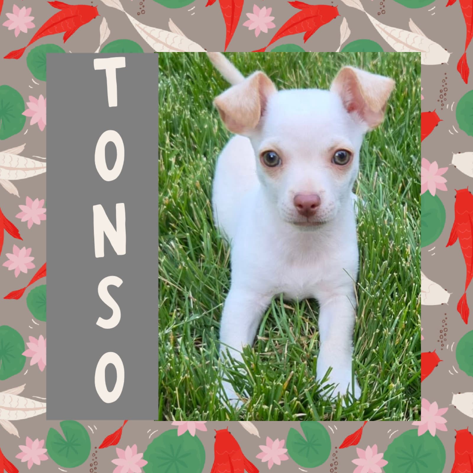 Tonso - Chihuahua