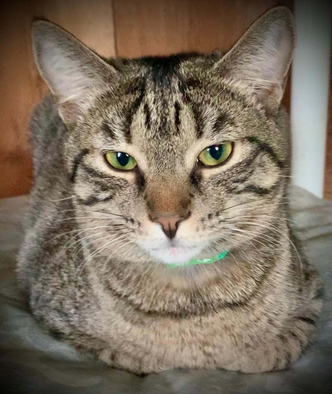 Zeeria - Domestic Short Hair