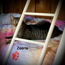 Zeeria image 2