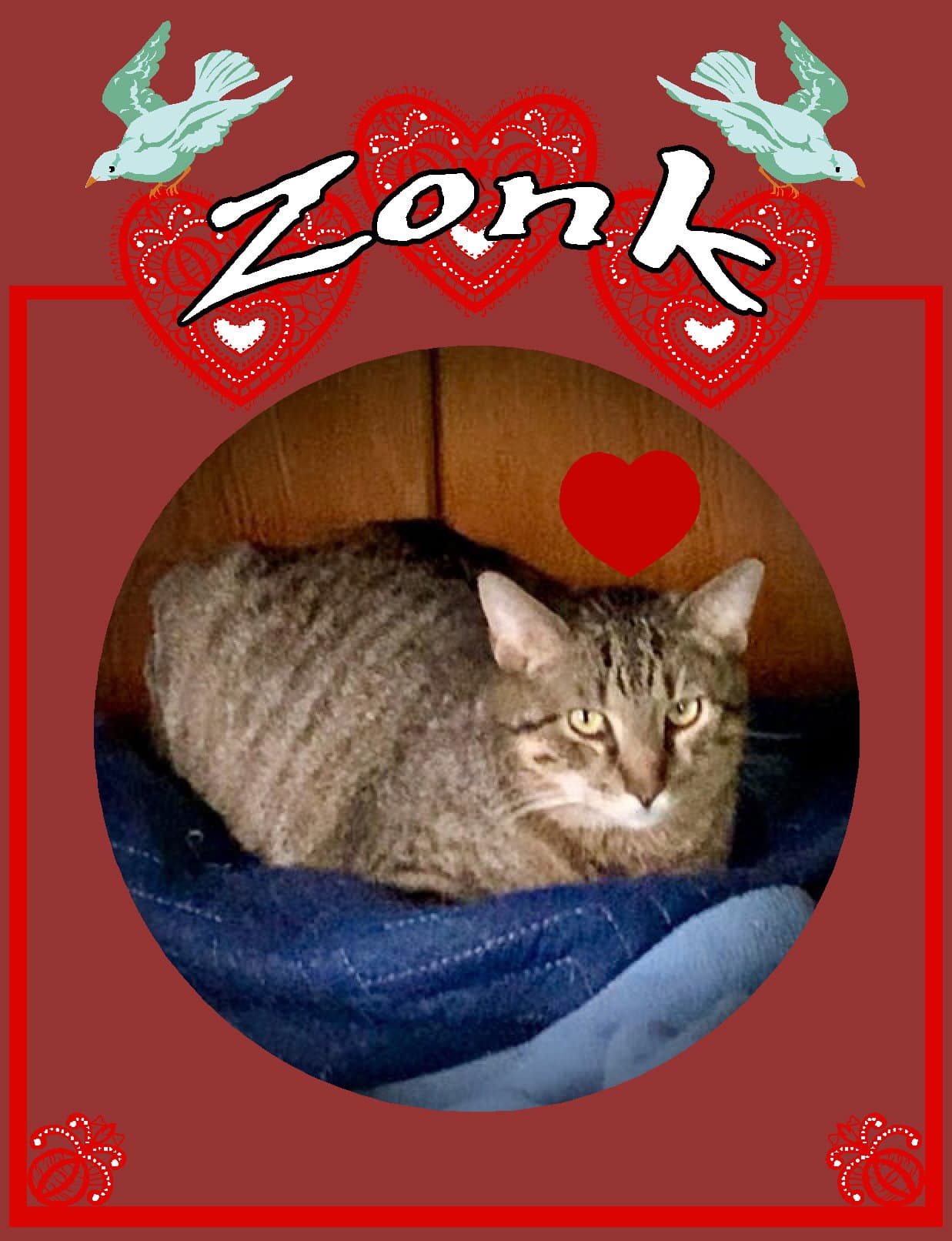 Zonk Tan  Black Tabby - Tabby