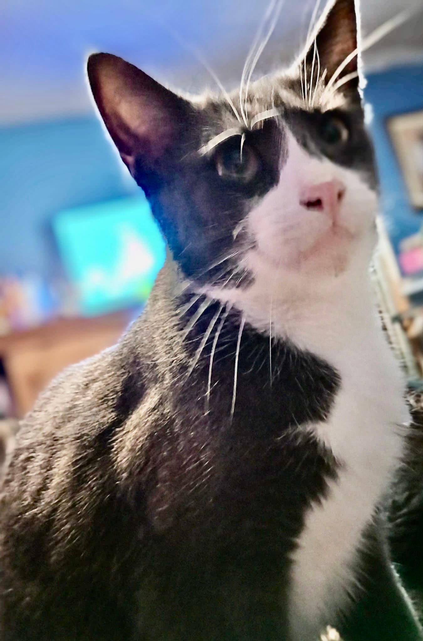 Mateo - Tuxedo