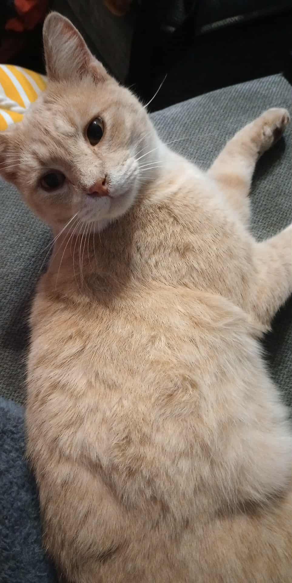 Hercules - Tabby