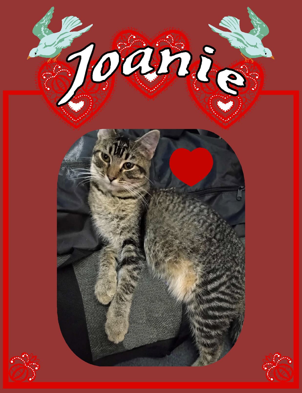 Joanie - Tabby