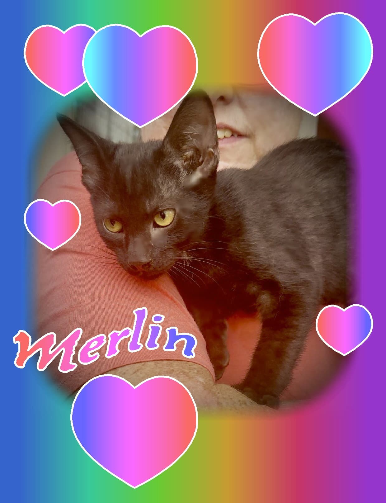 Merlin - Domestic Short Hair