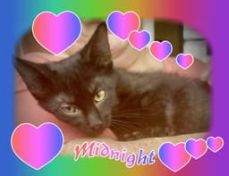 Midnight image 2