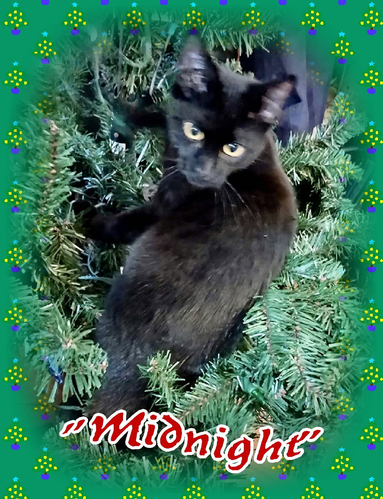 Midnight - Domestic Short Hair