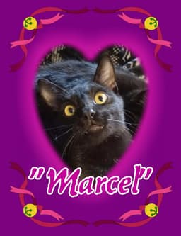 Marcel image 2