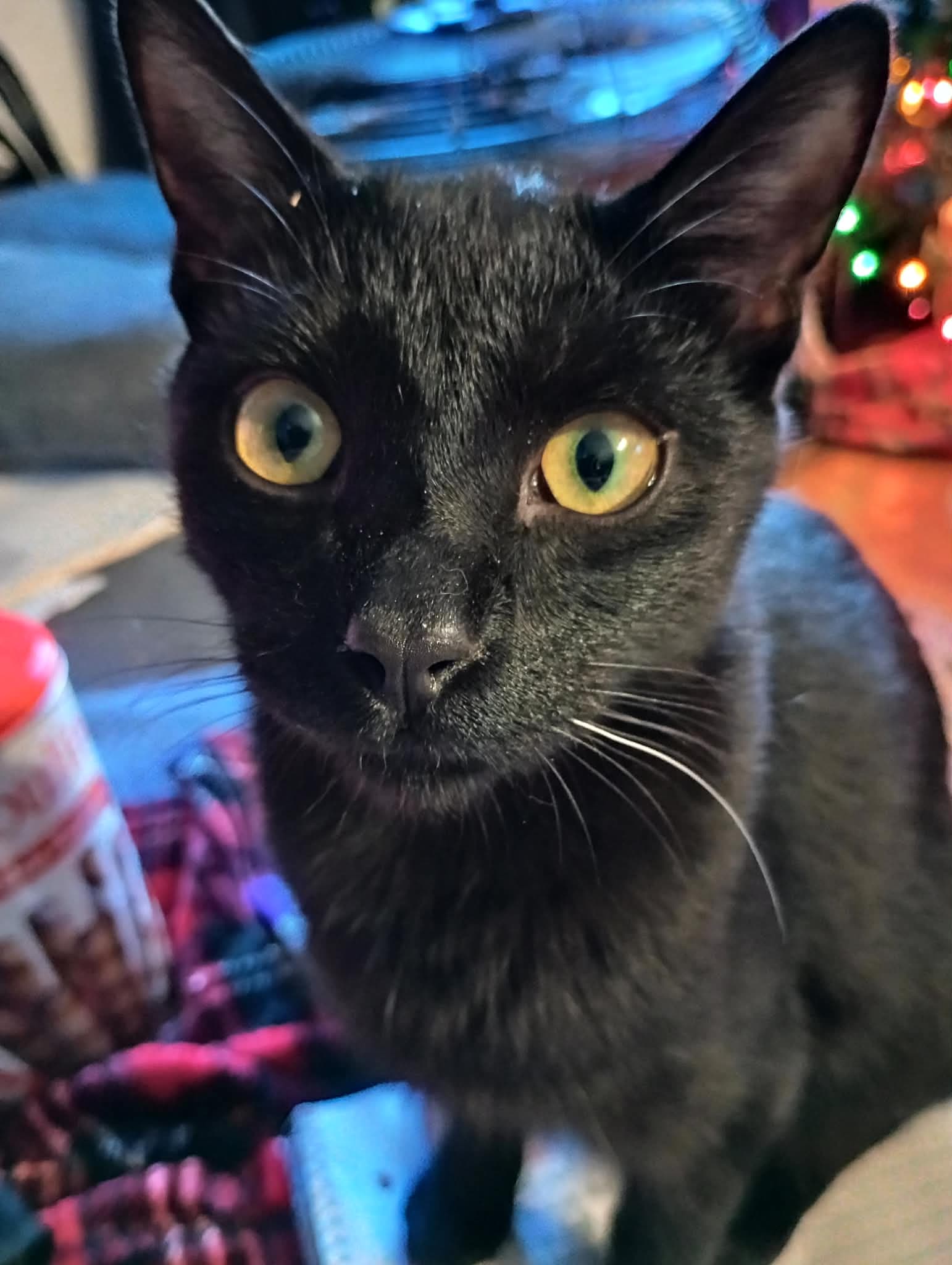 Marcel - Domestic Short Hair