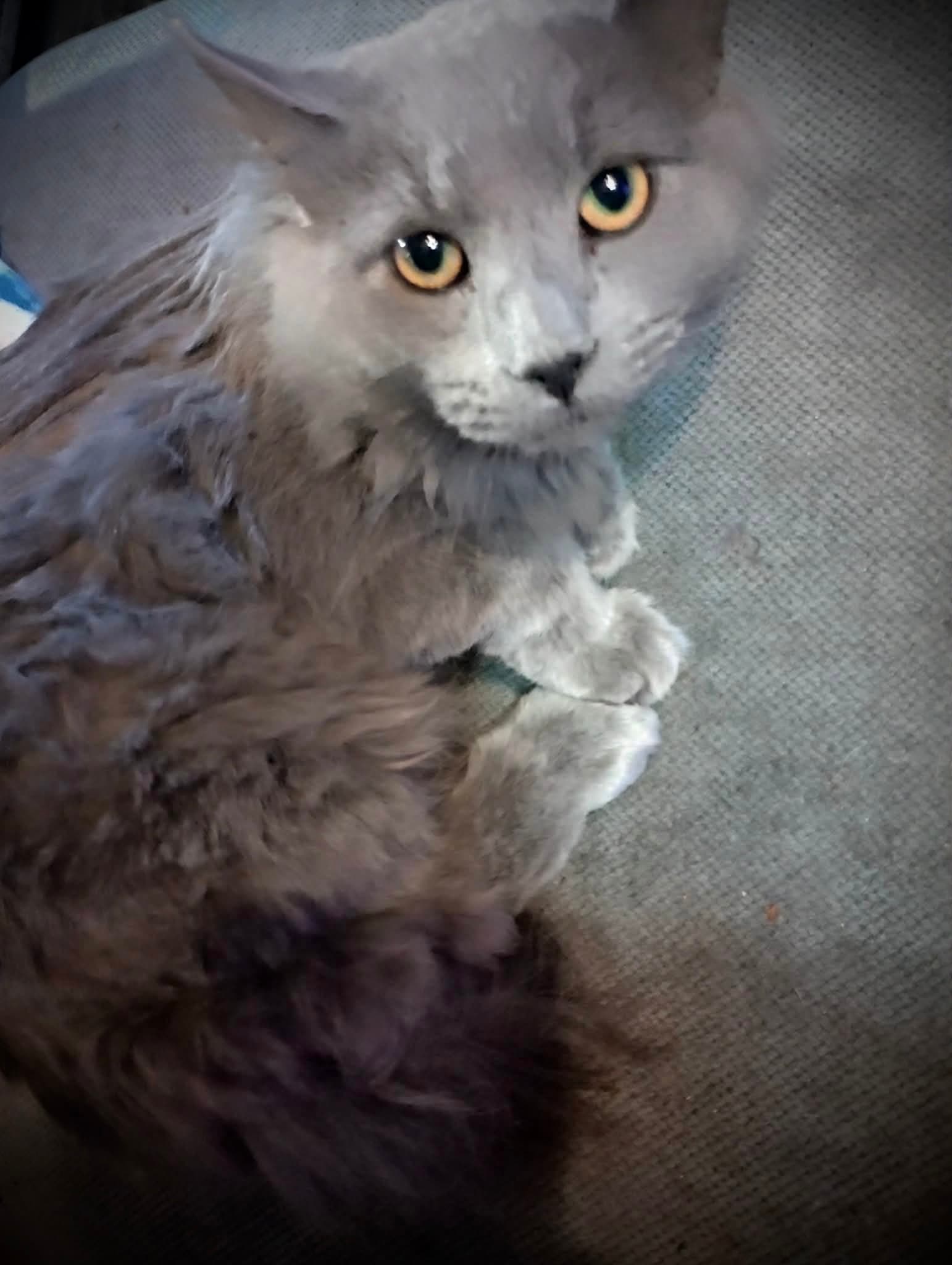 Picasso Gray Fluffy Male - Russian Blue