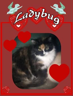 Ladybug Torti  White Female image 2