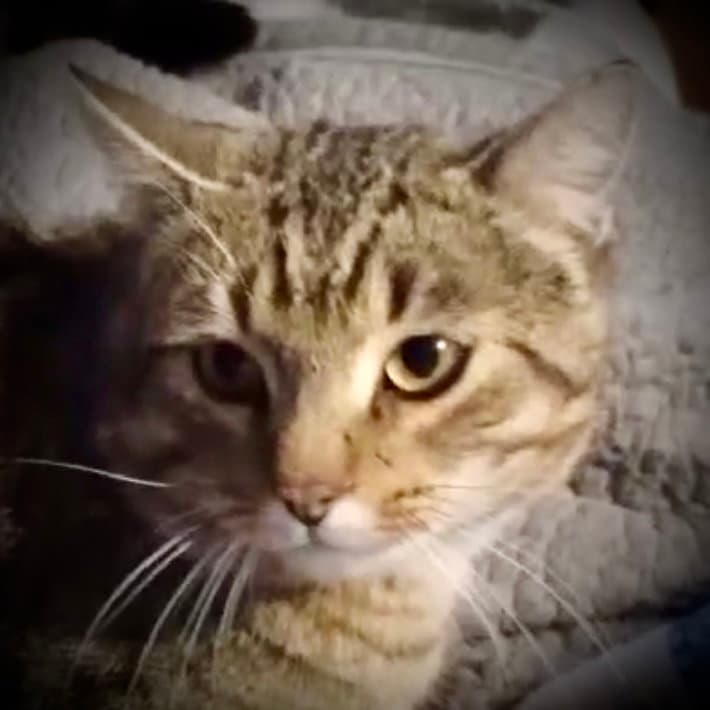 Barney Blk  Tan Tabby - Tabby