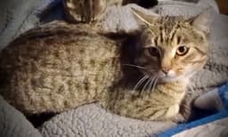 Barney Blk  Tan Tabby image 2