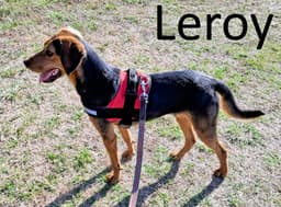 Leroy image 1