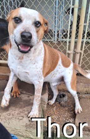 Thor - Red Heeler