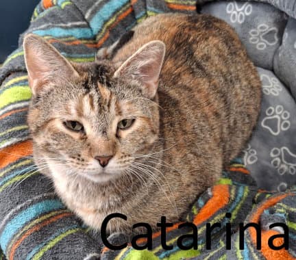 Catarina - Torbie