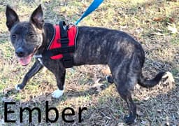 Ember image 1