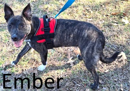 Ember - Terrier