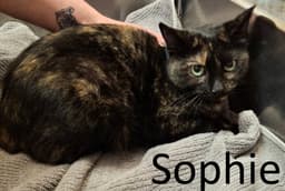Sophie image 1