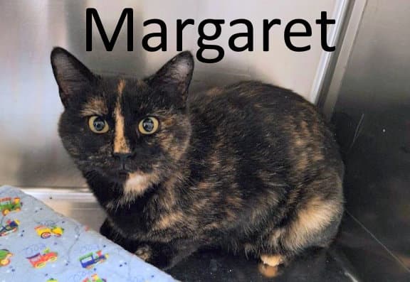 Margaret - Tortoiseshell