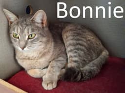 Bonnie image 1