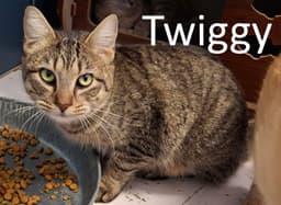 Twiggy image 1