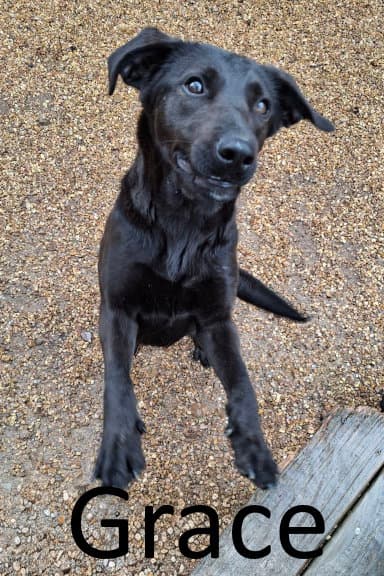 Grace - Black Labrador Retriever