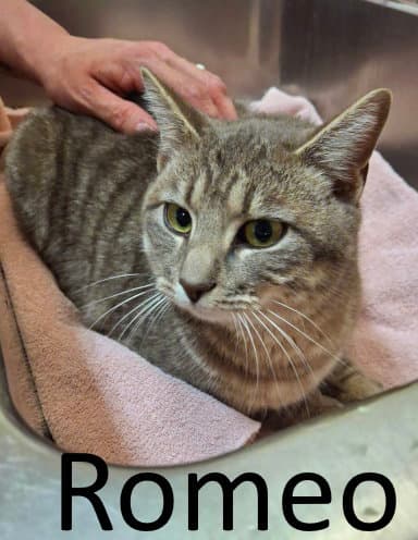 Romeo - Tabby