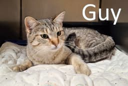 Guy image 2