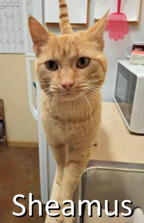 Sheamus - Tabby