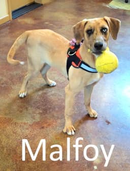 Malfoy image 1